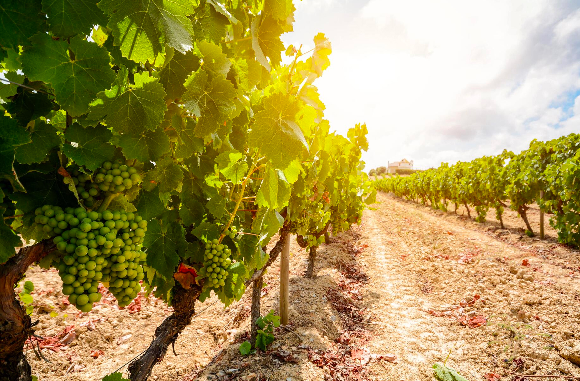 Tour - Évora and Alentejo Wine